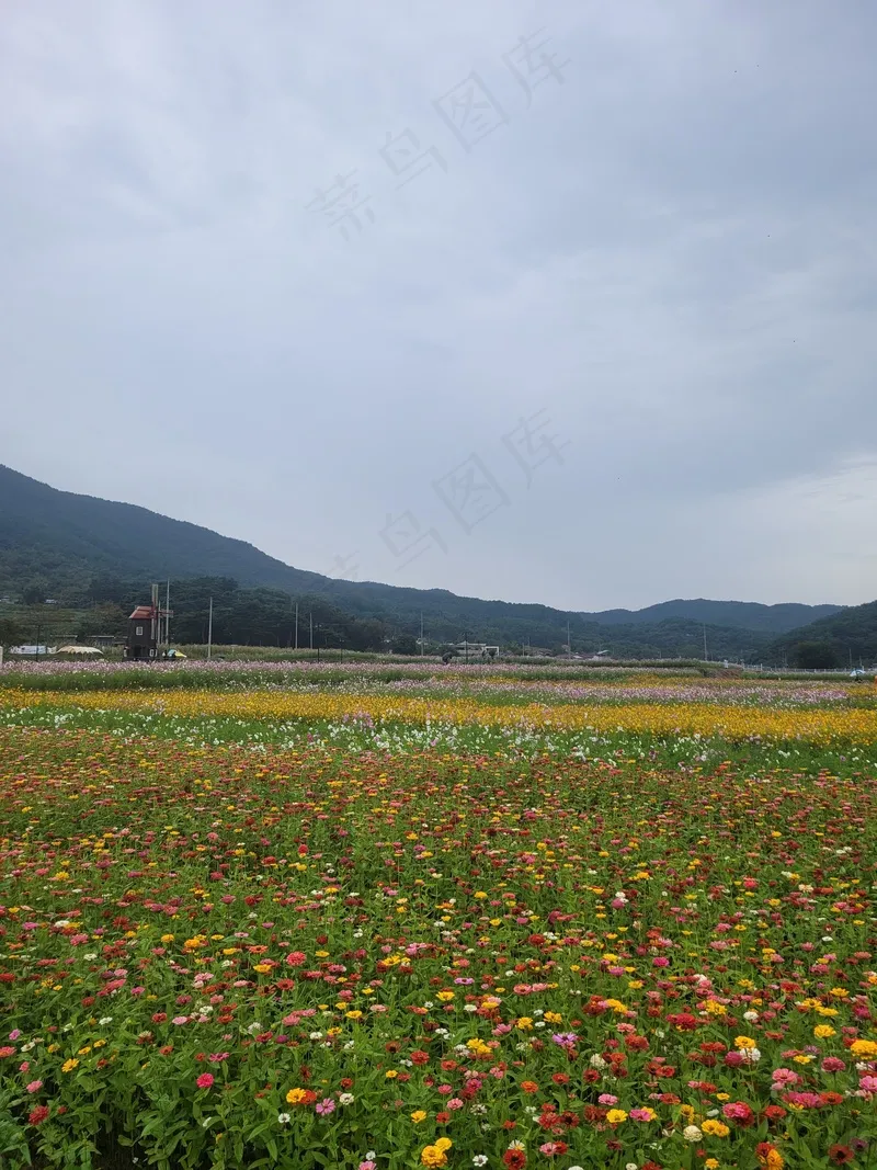 原野色彩缤纷花海1