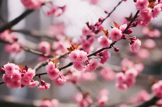 春天粉色樱花树枝摄影图