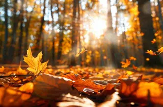 秋天森林的落叶金黄阳光透过树叶温暖秋分立秋处暑摄影图