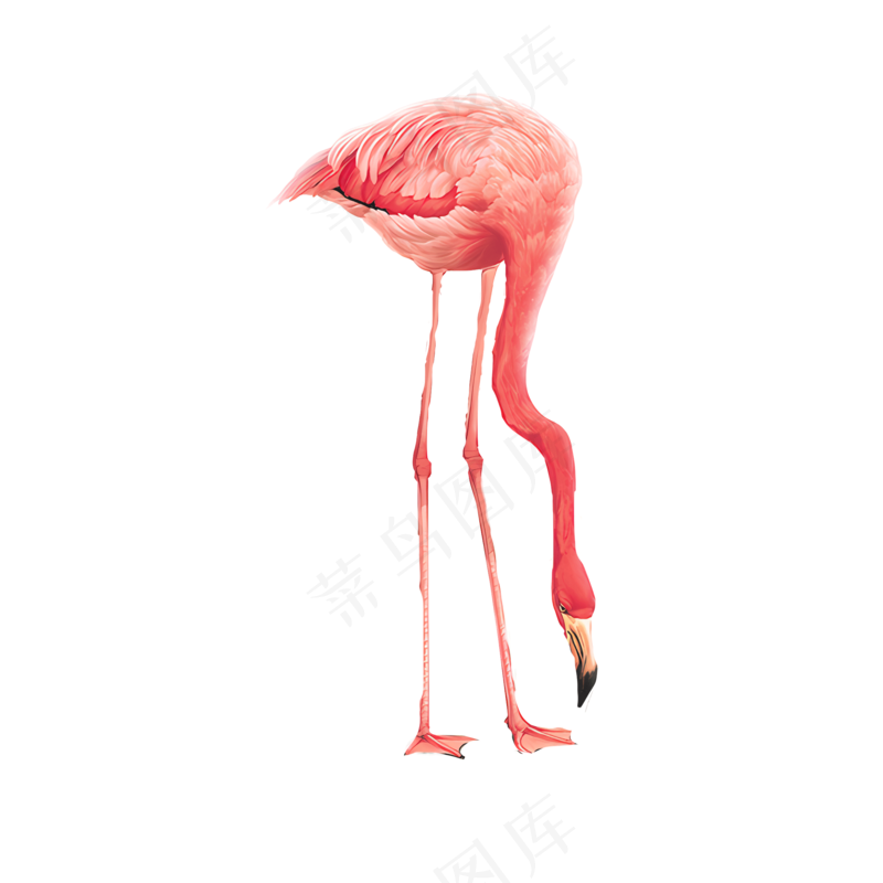 免扣弯着腰的火烈鸟
