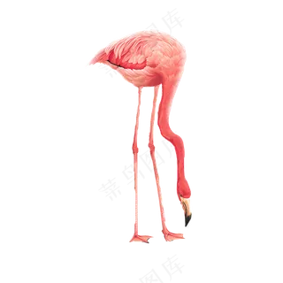 免扣弯着腰的火烈鸟
