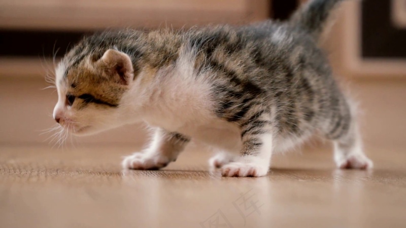 可爱猫咪摄影