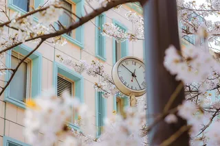 春日樱花花朵摄影图