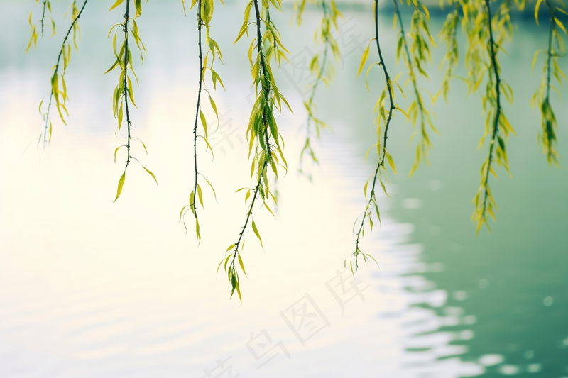 春天柳树抽新芽绿色湖水摄影图