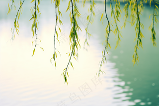 春天柳树抽新芽绿色湖水摄影图