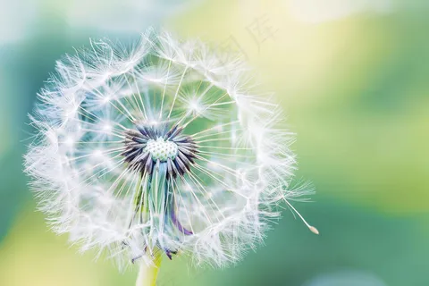 蒲公英白色摄影图