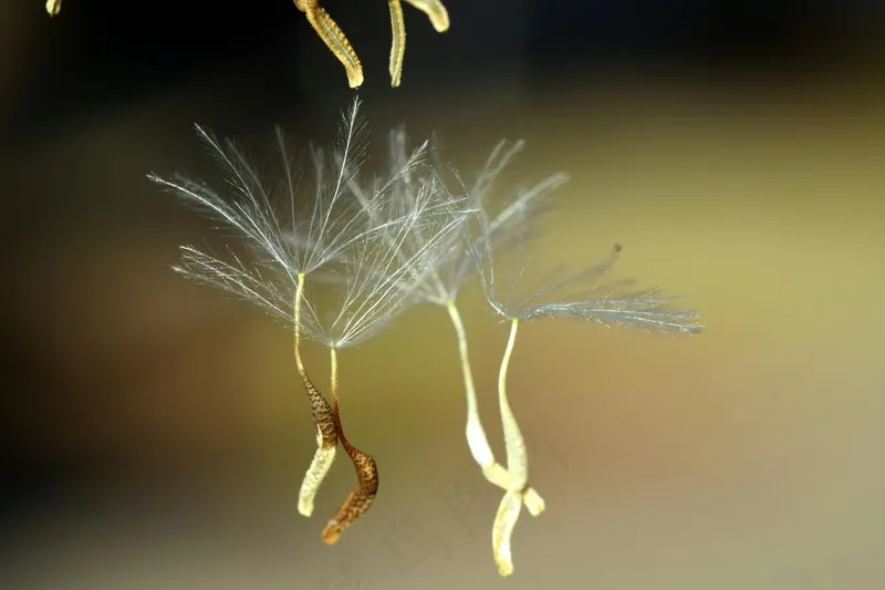 蒲公英的梦幻飞舞之旅