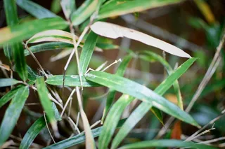 户外翠竹竹叶