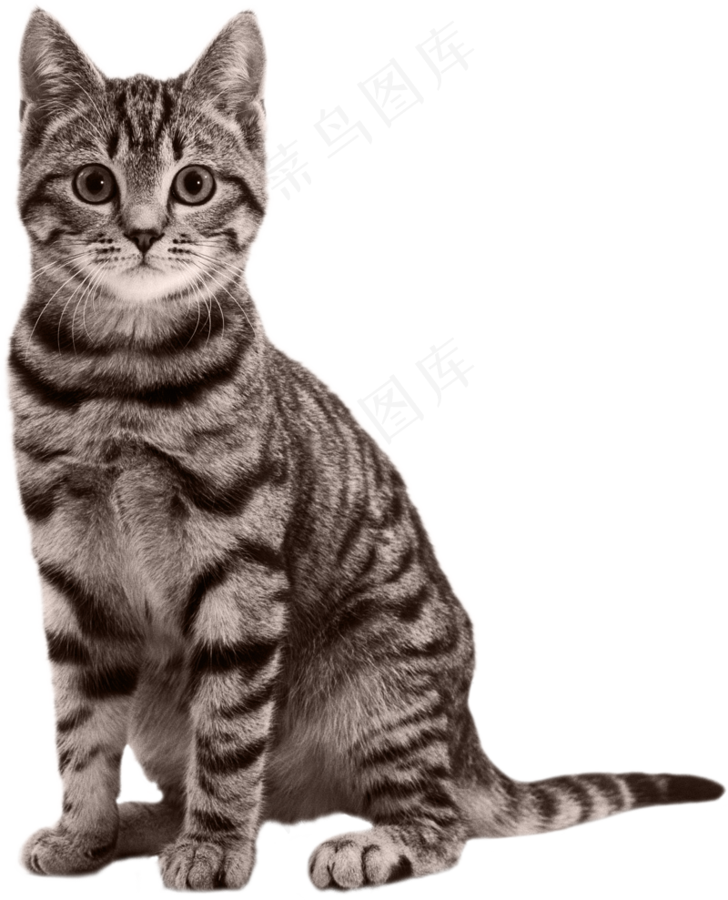 猫咪13-catpsd模版下载