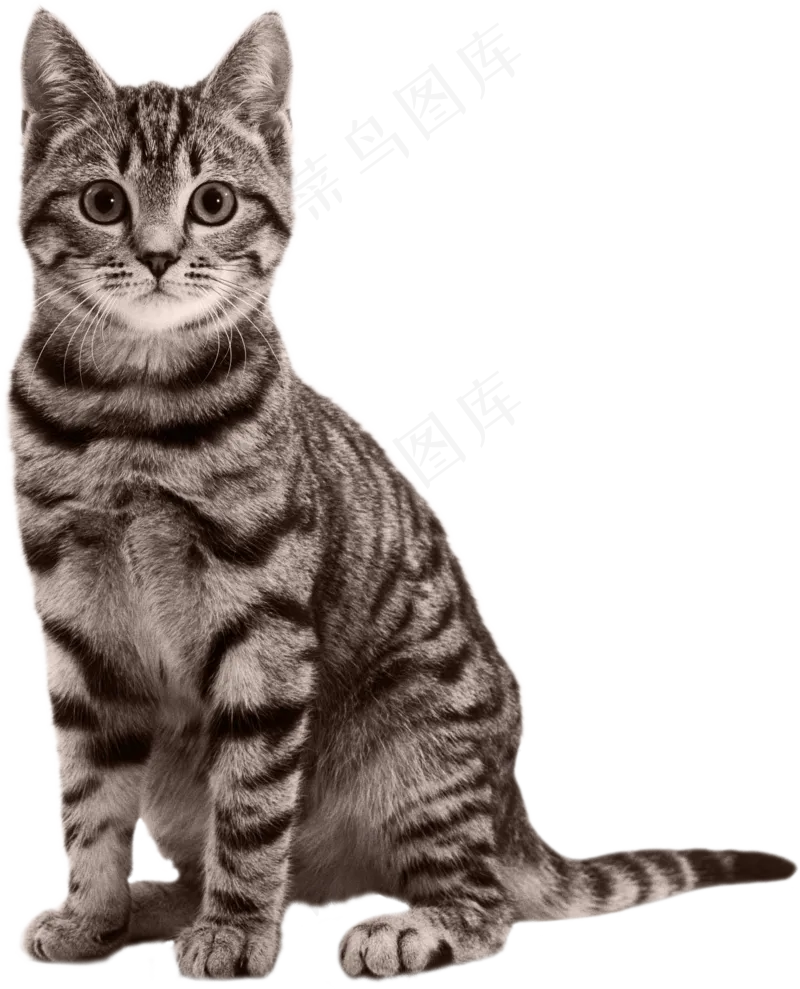 猫咪13-catpsd模版下载