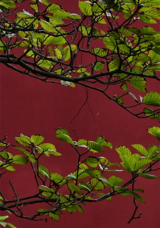 纹理红墙与植物