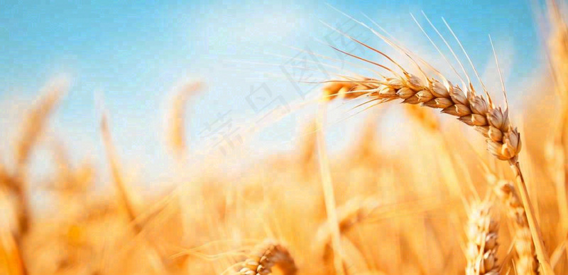 秋天成熟小麦地金黄小麦穗粮食芒种摄影图