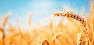 秋天成熟小麦地金黄小麦穗粮食芒种摄影图