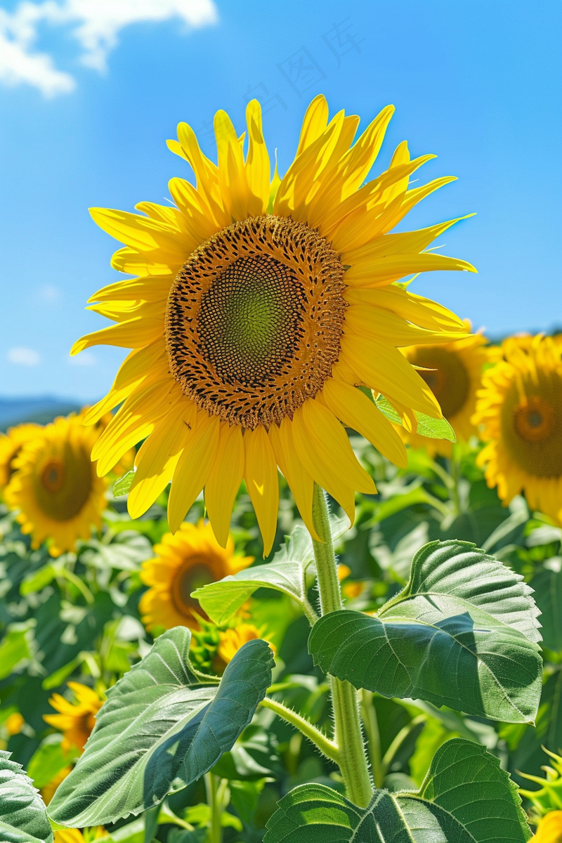 向日葵向阳鲜花摄影图(2688x4032)