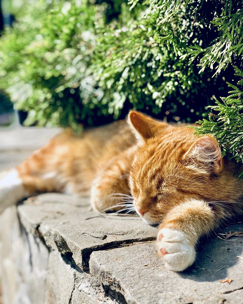 猫咪小猫动物