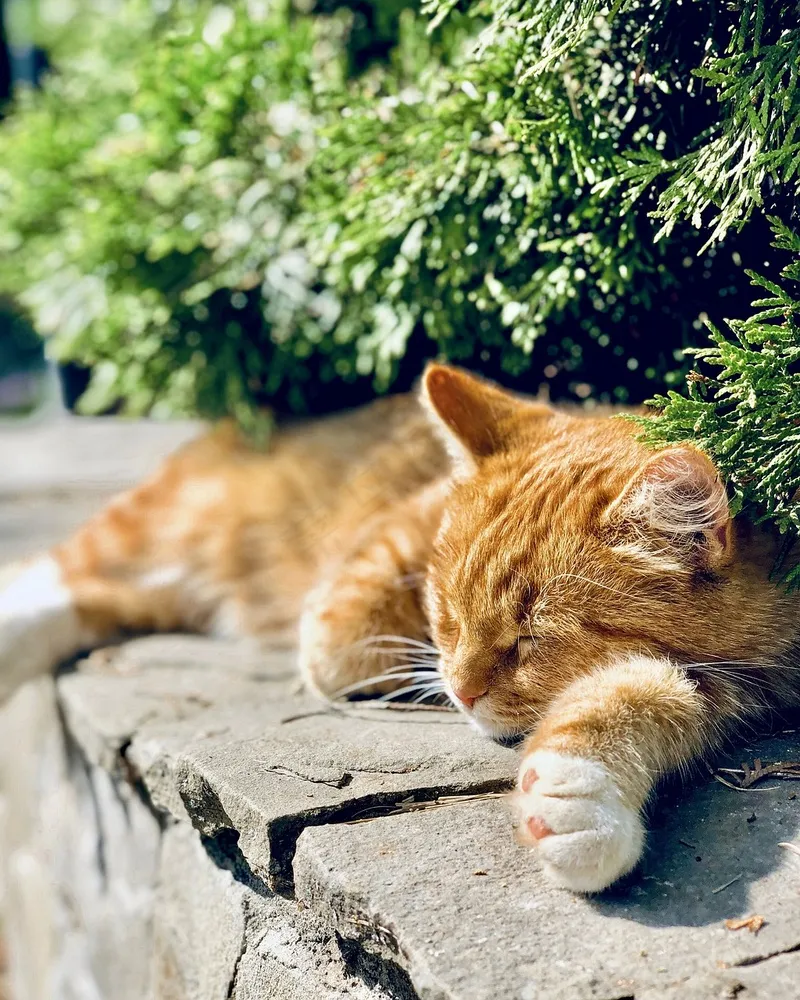 猫咪小猫动物