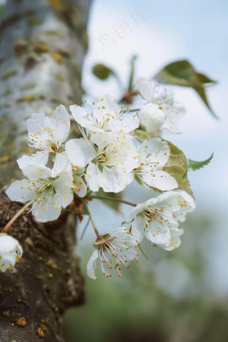 白色梨花李子花春天摄影图