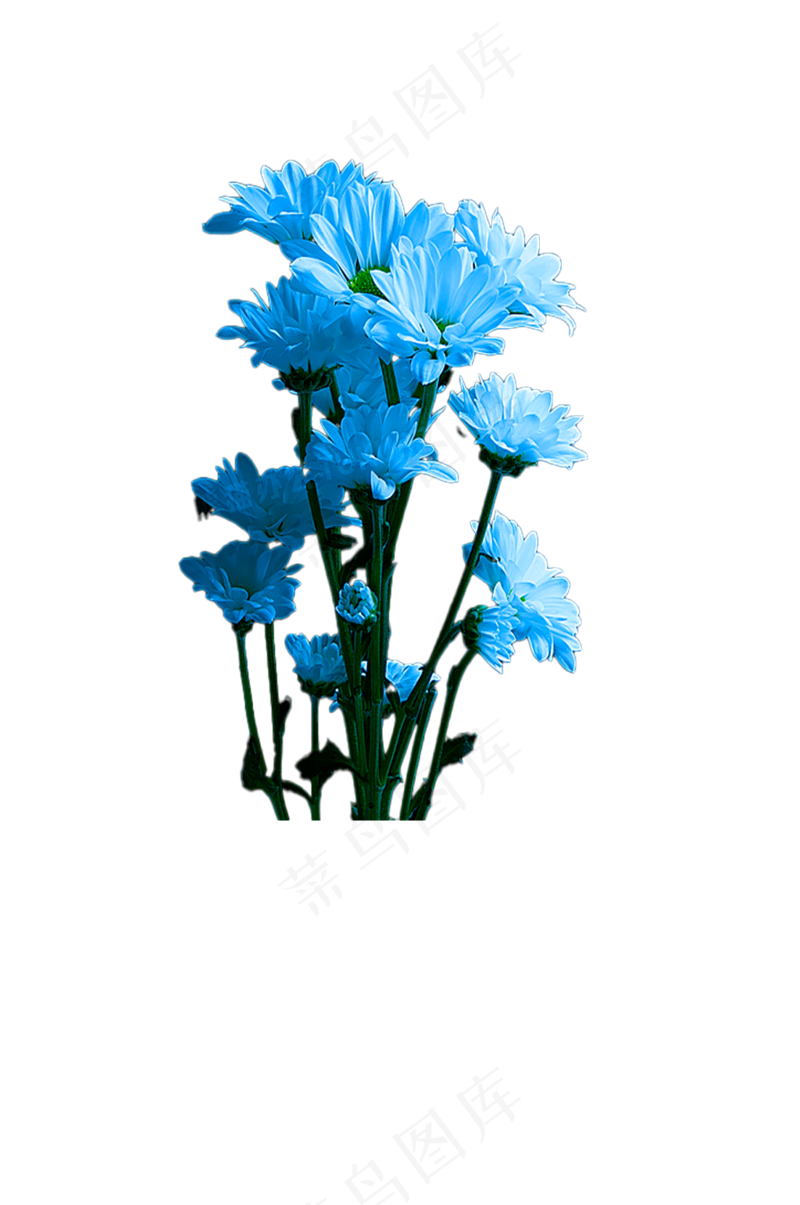 蓝色小雏菊—清明素材