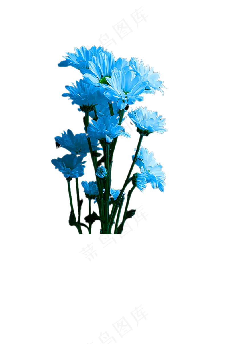 蓝色小雏菊—清明素材