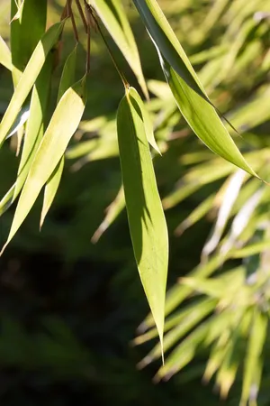 户外竹林竹叶