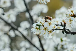 春日花间勤忙蜜蜂