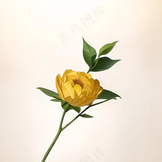 白色黄色手绘新中式风格花植物84 白色黄色手绘新中式风格花植物84