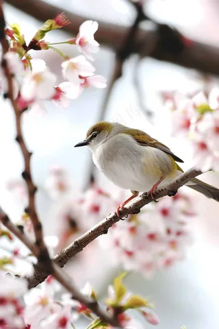 春日樱花花朵摄影图