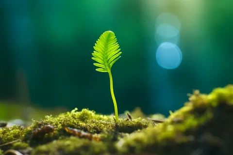 春天破土的嫩芽土壤立春摄影图