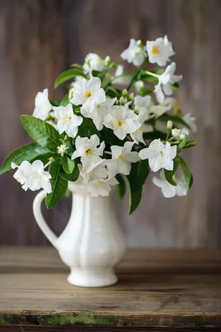 栀子花鲜花花瓶摄影图