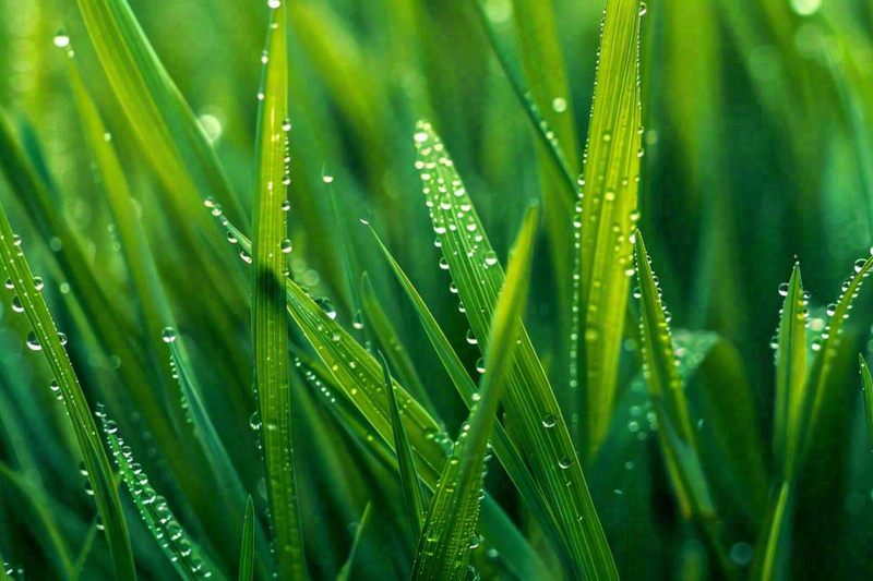 春天绿草丛清晨露珠雨水谷雨摄影图(1344x896)