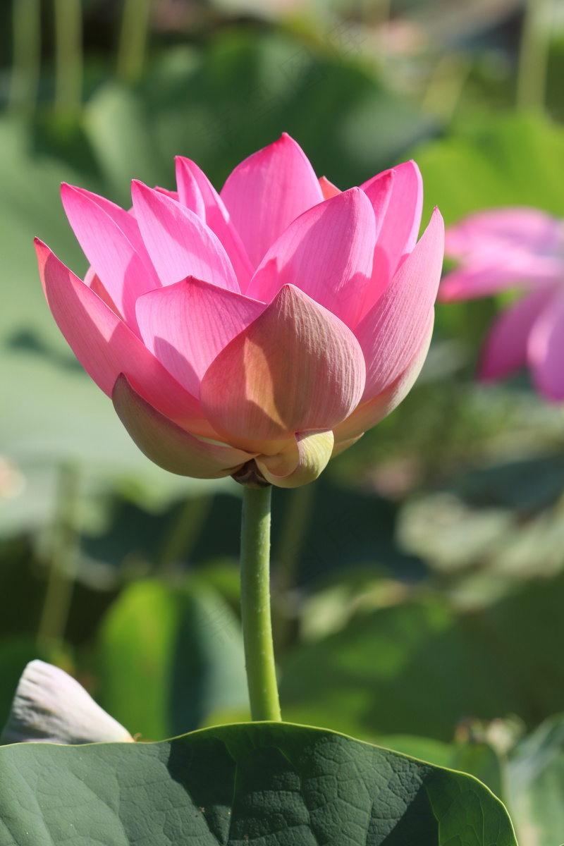 盛开的粉色莲花