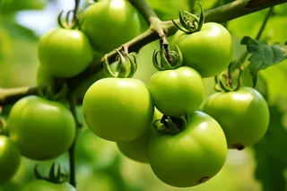 番茄西红柿种植园摄影图