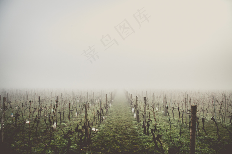 云雾森林图片