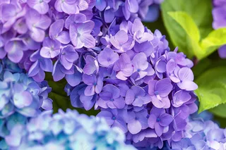 绣球花鲜花花朵摄影图