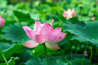 夏日荷花荷叶摄影图