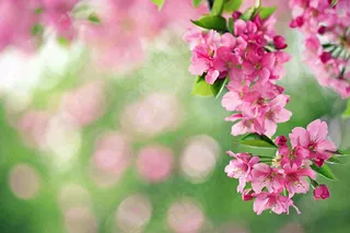 立春粉色花朵树枝绿意绿色背景春分惊蛰摄影图