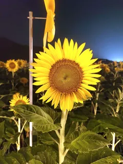 夜晚向日葵花园灯光秀4