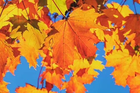 秋色橙色的枫叶2