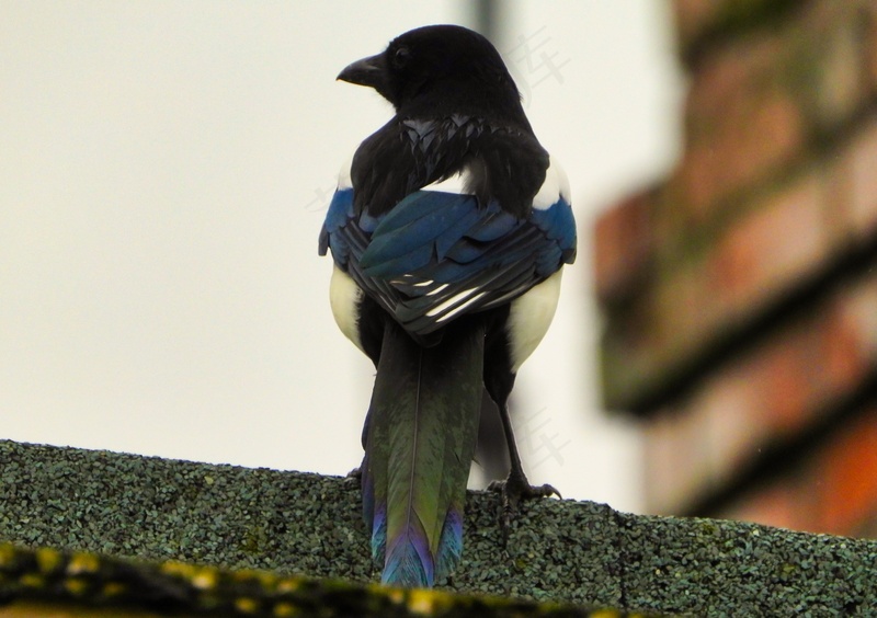 户外喜鹊鸟类生物
