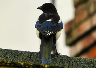 户外喜鹊鸟类生物