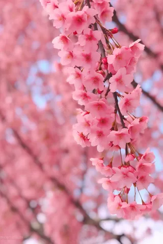 春天樱花粉色花朵海棠花摄影图