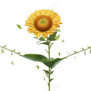 黄色向日葵免抠素材51