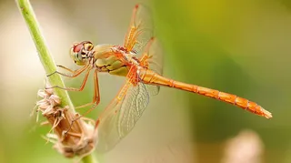 蜻蜓绿叶上停留的竹蜻蜓昆虫春天摄影图