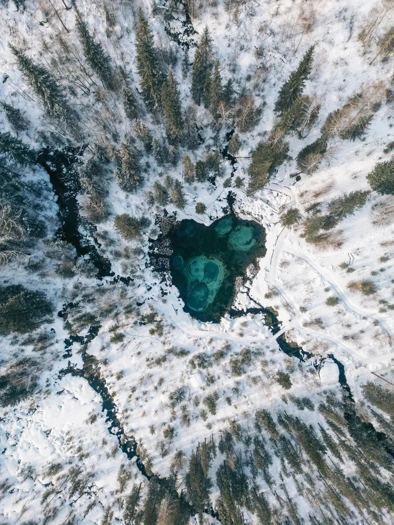 冬日森林中的碧绿心脏