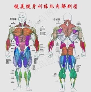 健美健身训练肌肉解剖图图片