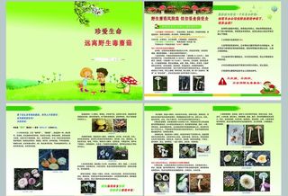 珍爱生命 远离野生毒蘑菇图片