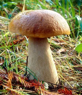 美味牛肝菌图片 美味牛肝菌图片