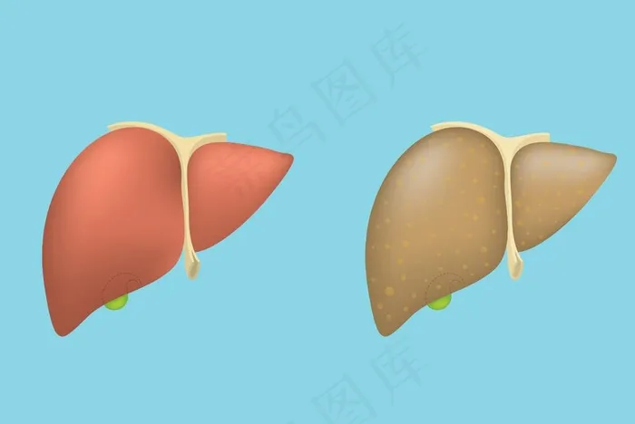 肝脏图片ai矢量模版下载