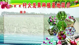 火龙果基地简介图片