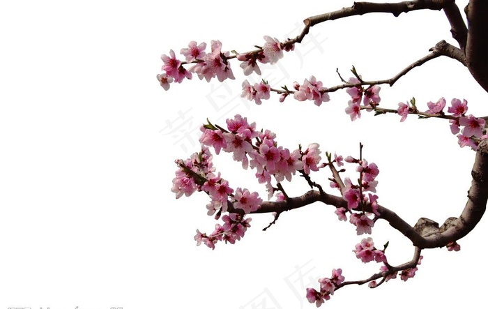 桃花扣好2图片